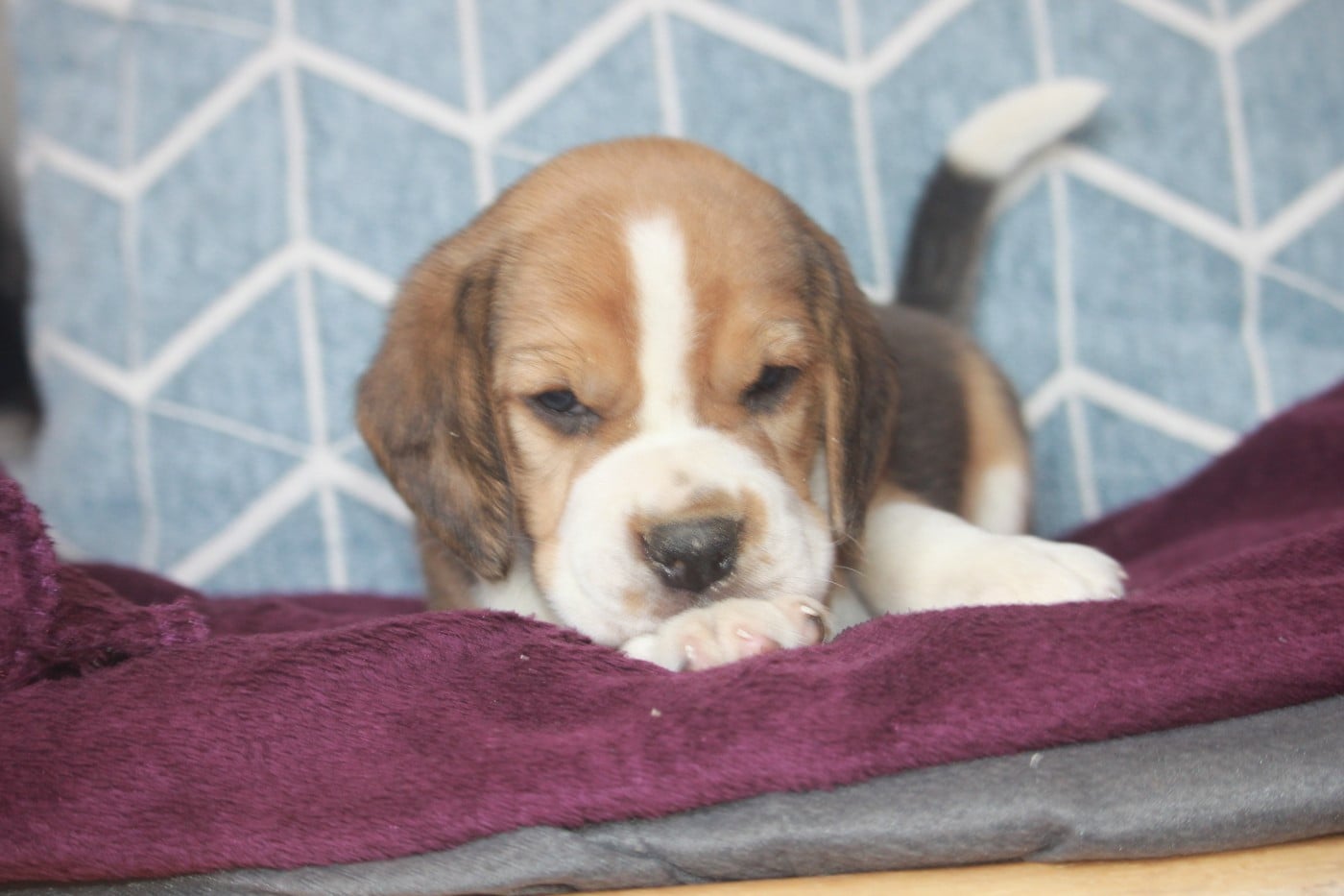Chiot N°1