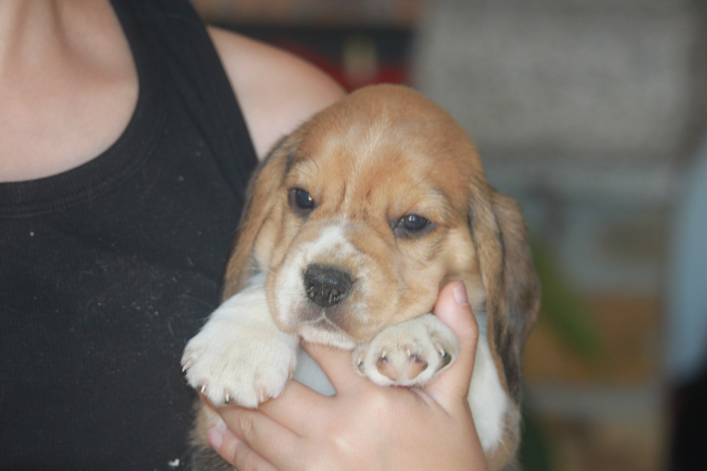 Chiot N°2