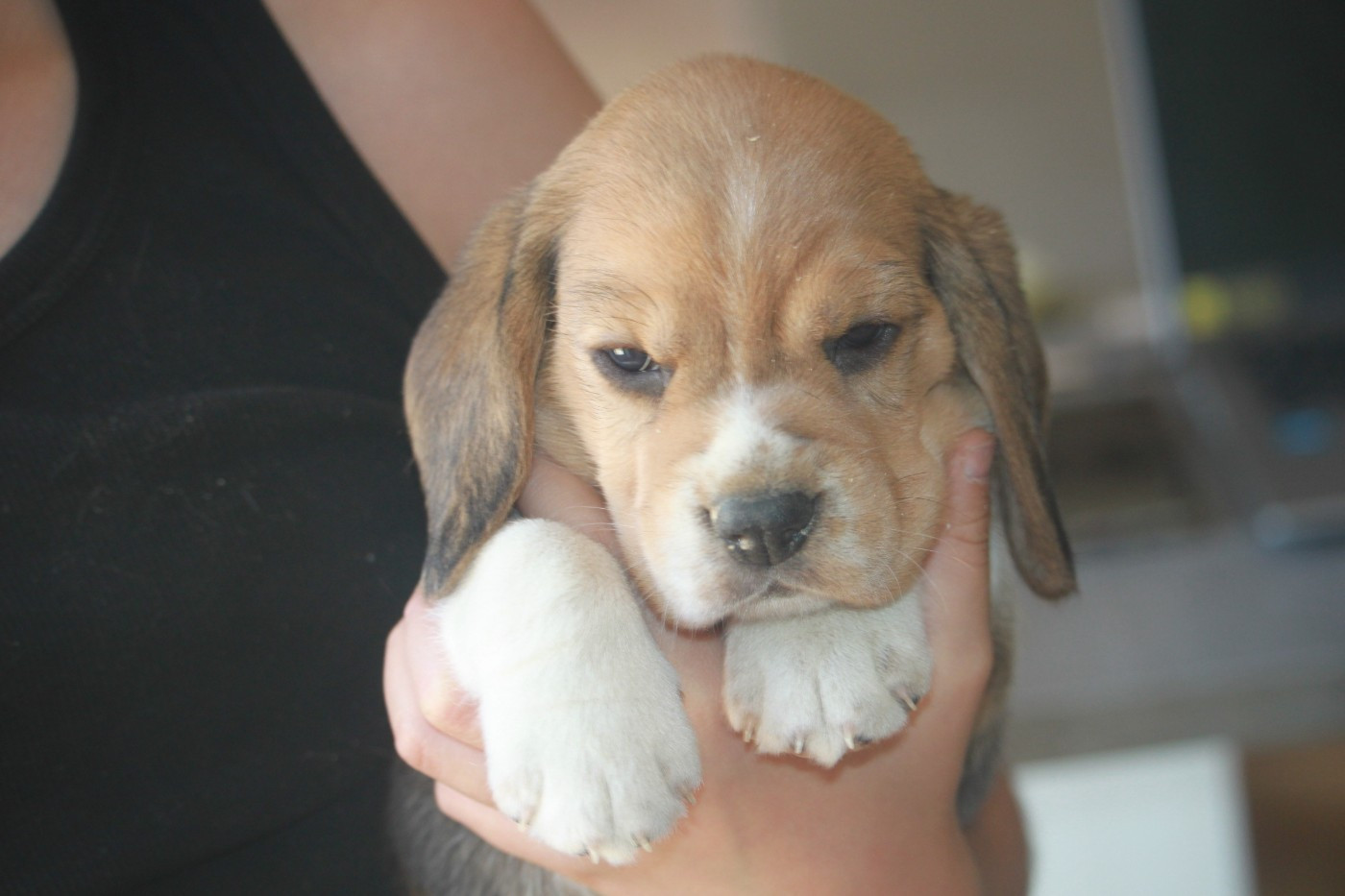 Chiot N°2