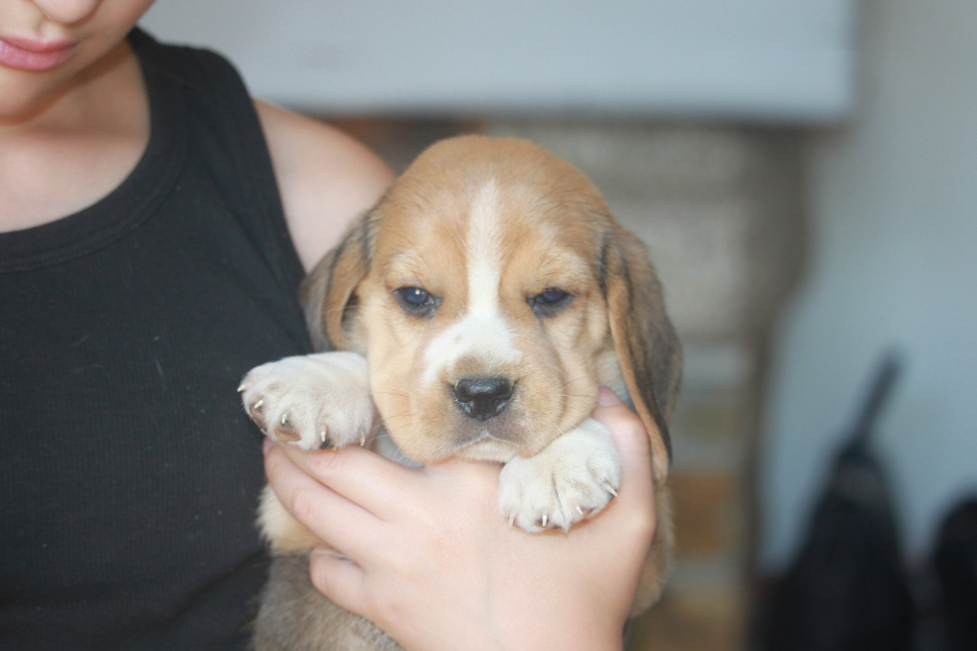 Chiot N°4