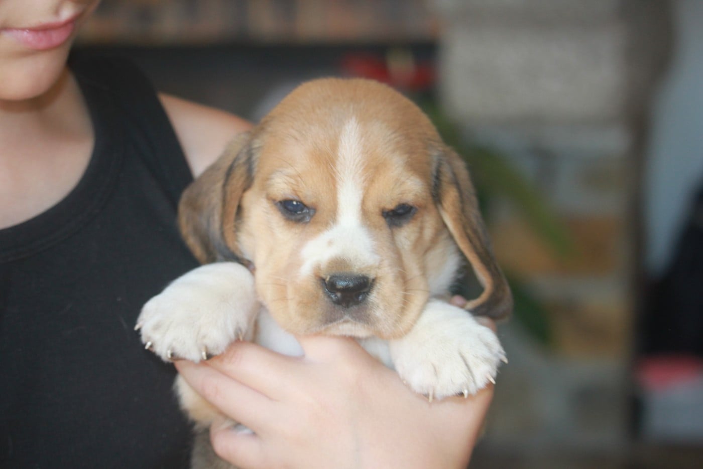Chiot N°4