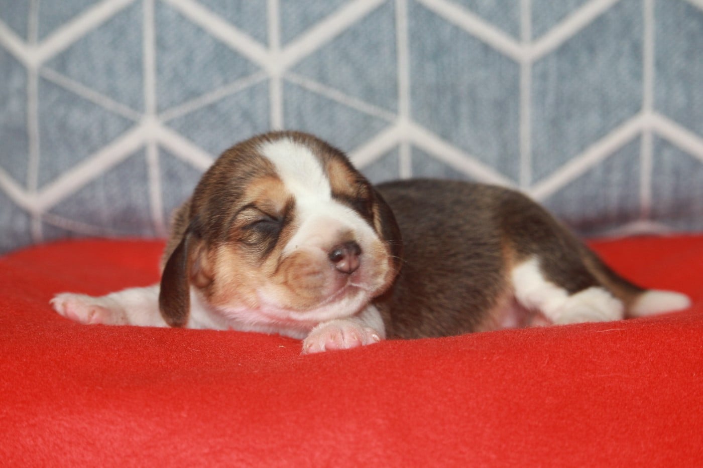 Chiot N°3 - Beagle