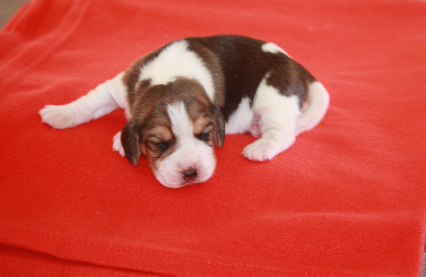 Chiot N°2