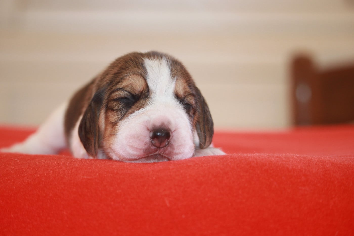 Chiot N°2