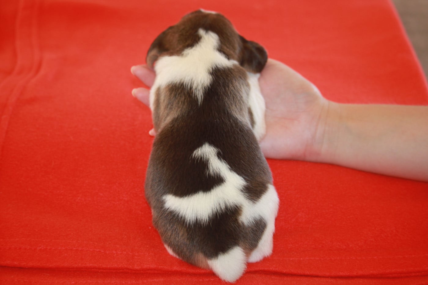 Chiot N°2