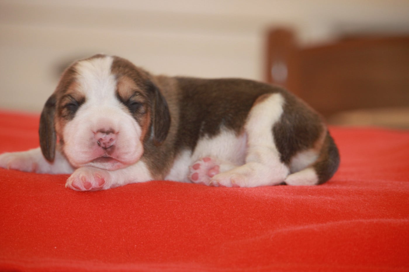 Chiot N°3