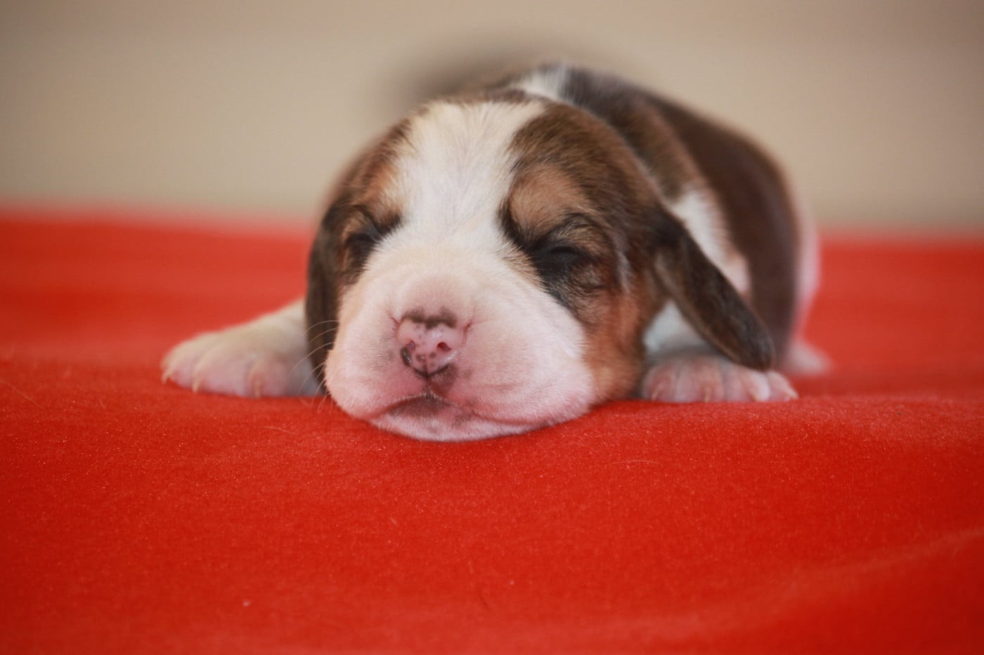Chiot N°3