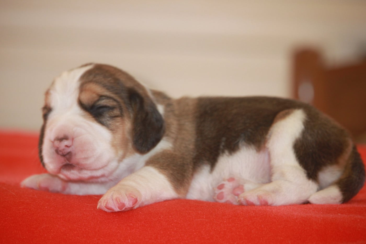 Chiot N°3