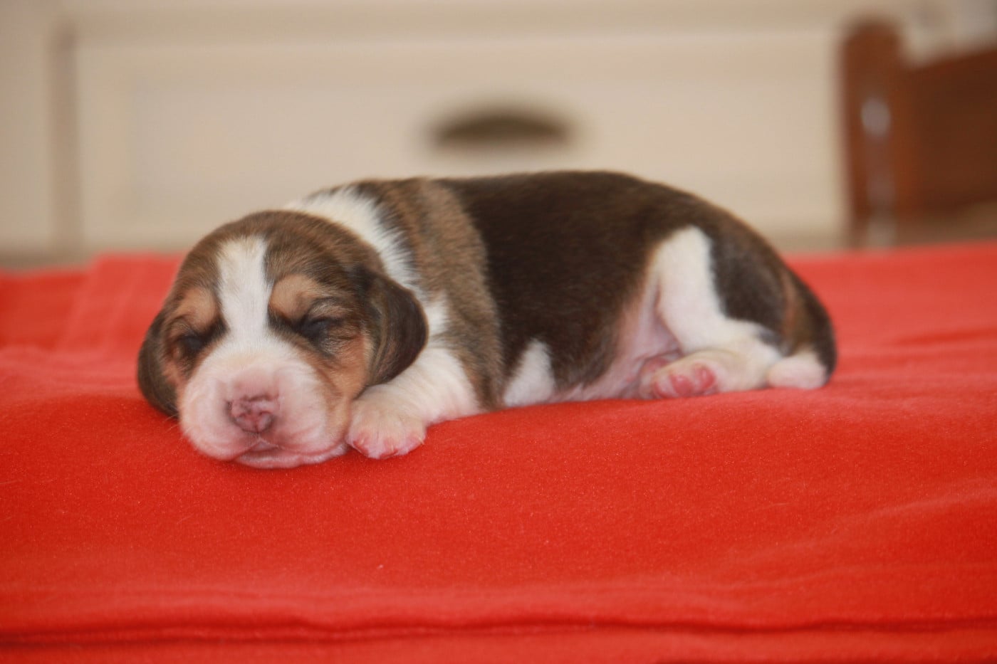 Chiot N°1