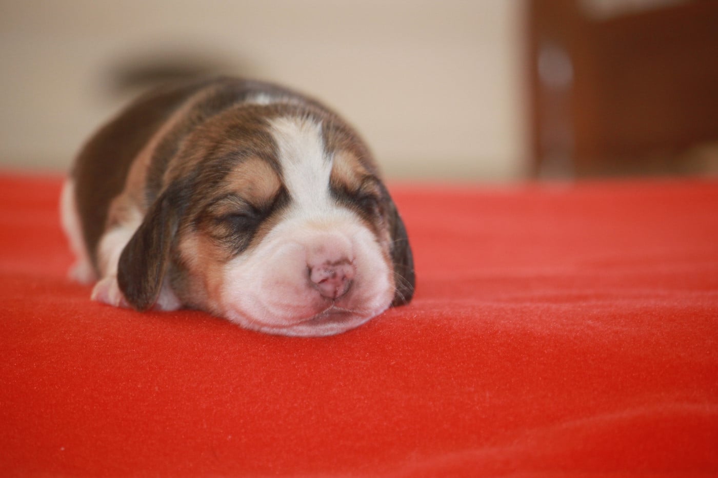 Chiot N°1