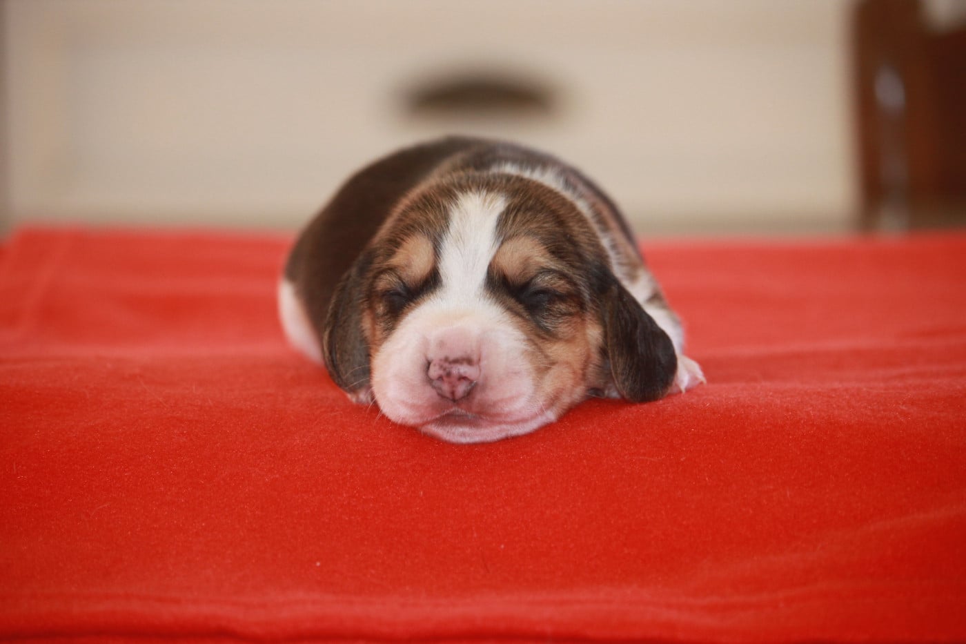 Chiot N°1