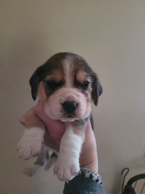 Les chiots de Beagle