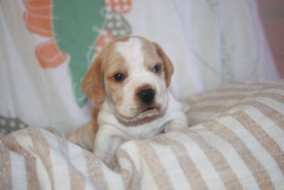 Les chiots de Beagle