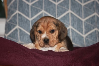 Les chiots de Beagle