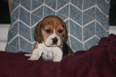 Les chiots de Beagle