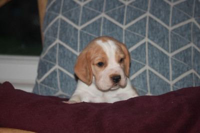 Les chiots de Beagle