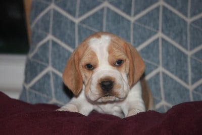 Les chiots de Beagle