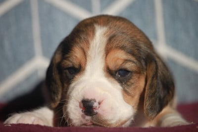 CHIOT 1 - Beagle