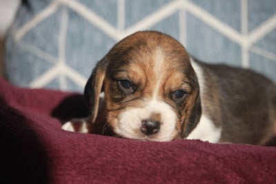 CHIOT 2 - Beagle