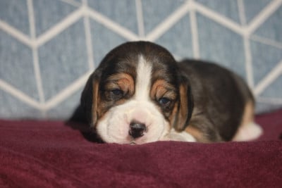 CHIOT 3 - Beagle