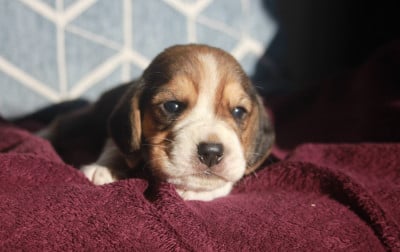 CHIOT 4 - Beagle