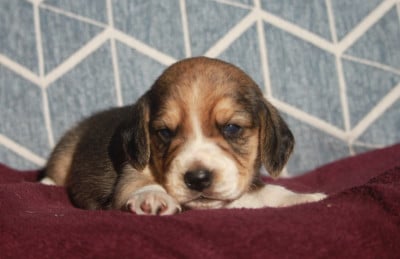 CHIOT 6 - Beagle
