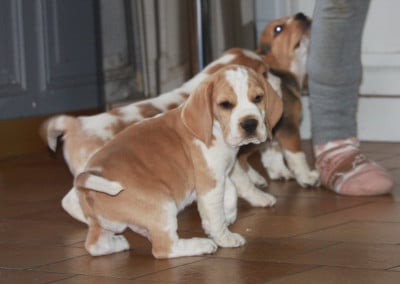 Les chiots de Beagle