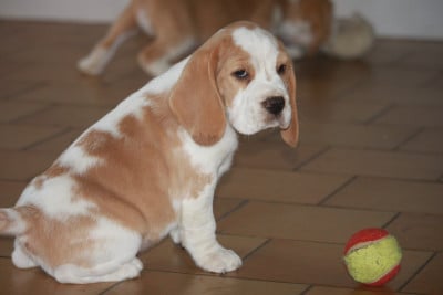 Les chiots de Beagle
