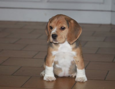 Les chiots de Beagle