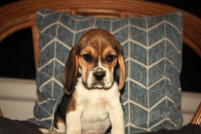Les chiots de Beagle