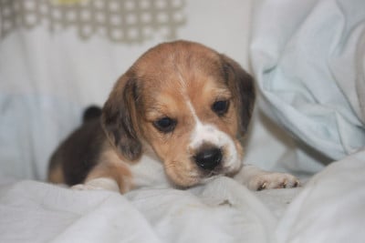 Les chiots de Beagle