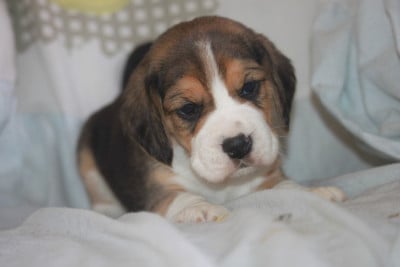 Les chiots de Beagle