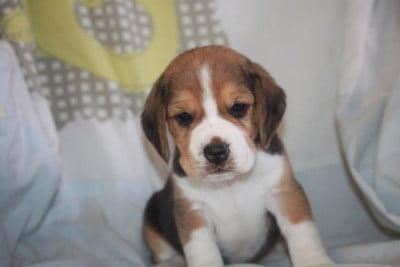 Les chiots de Beagle