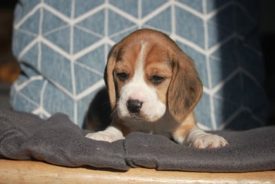 Les chiots de Beagle