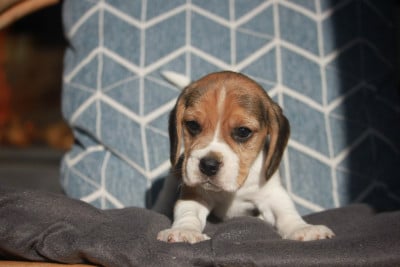 Les chiots de Beagle