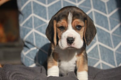 Les chiots de Beagle