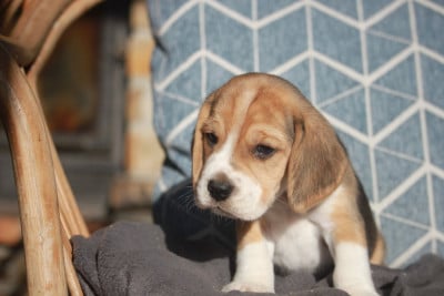 Les chiots de Beagle