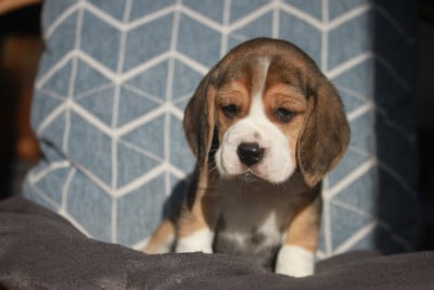 Les chiots de Beagle