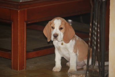 Les chiots de Beagle