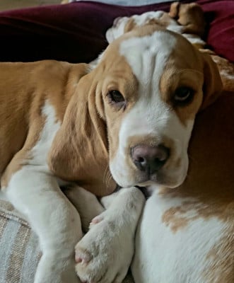 Les chiots de Beagle