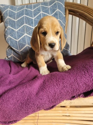 Les chiots de Beagle