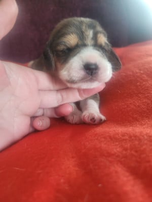 Les chiots de Beagle