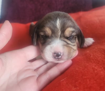 Les chiots de Beagle