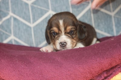 Les chiots de Beagle