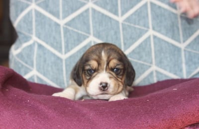 Les chiots de Beagle