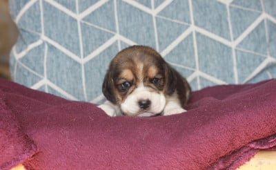 Les chiots de Beagle