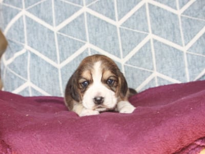 Les chiots de Beagle