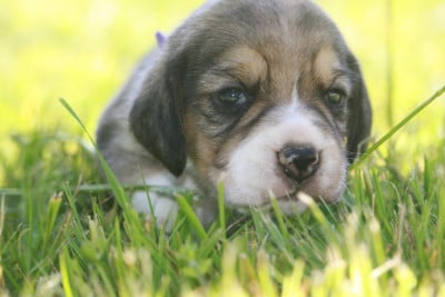 Les chiots de Beagle