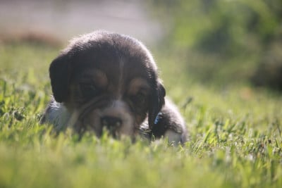 Les chiots de Beagle