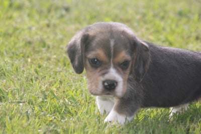 Les chiots de Beagle